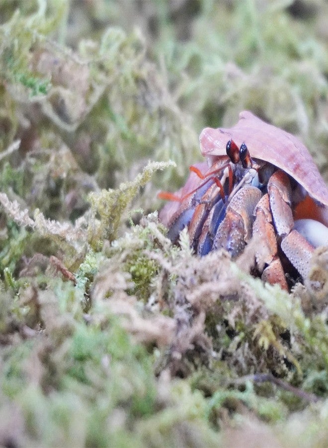 Begeterday 3.5oz Natural Moss for Hermit Crabs, Ideal for Hermit Crab Supplies for Tank Habitat - Image 3